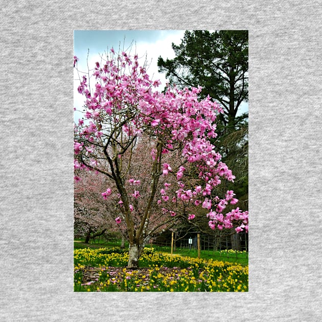 Magnolia Tree Batsford Arboretum Cotswolds UK by AndyEvansPhotos